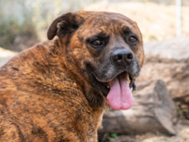 Kadafi, cão adoção