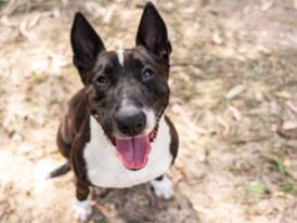 Oreo, cão