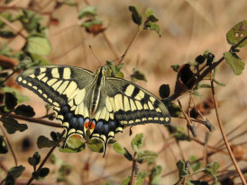 Borboleta