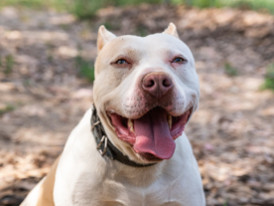 Buzz, cão disponível para adoção