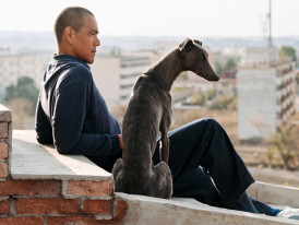 Cão Preto