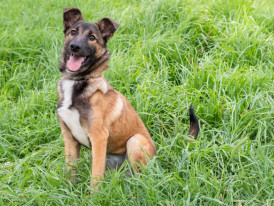 Jéssica,cão para adoção