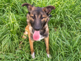 Jéssica, cão para adoção