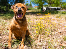 Pipoca, cão disponível para adoção