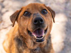 Pipoca, cão disponivel para adoção