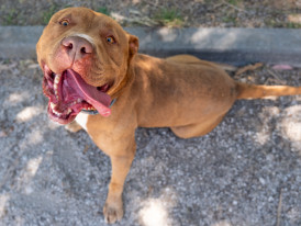 Red, cão disponível para adoção