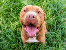 Red cão para adoção