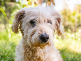 Snoopy, cão disponível para adoção
