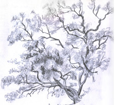 Desenho no Jardim (desenho de Sara Simões - pormenor)