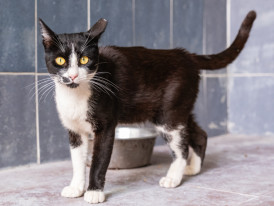 gato matias para adoção