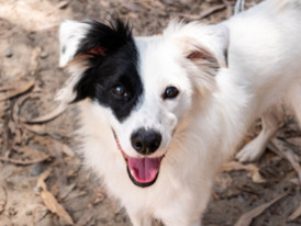 Pirata, cão para adoção no canil de Almada