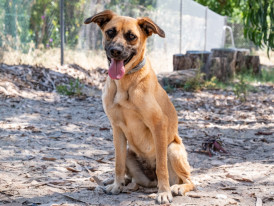 Avelã, cão para adoção no canil de Almada