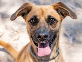 Avelã, cão disponível para adoção