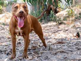 Princesa, cadela disponível para adoção no canil de Almada