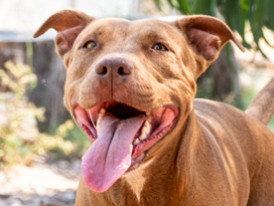 Princesa, cão disponível para adoção.