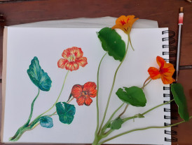 Desenho colorido de chagas (flores)
