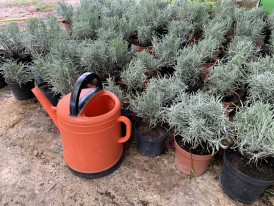 Envasamento de plantas