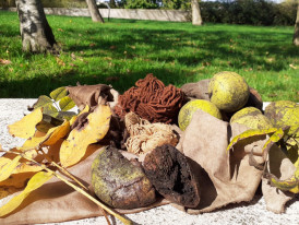 Fotografia de nozes e tingimentos 