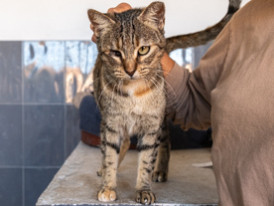 Diva, adoção, gato