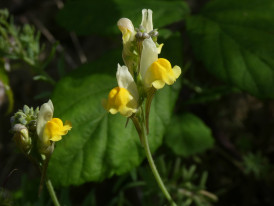 Linaria almadensis © João Farminhão