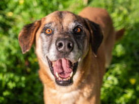 Raspas, cão para adoção