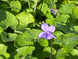 Visita a'O Chão das Artes - Jardim Botânico (foto de violeta em flor)