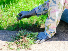 Mãos de uma pessoa a mondar as ervas de um canteiro