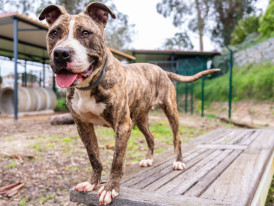 Cookie, cão para adoção canil