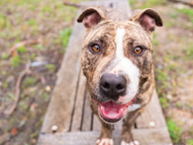 Cookie, cão para adoção