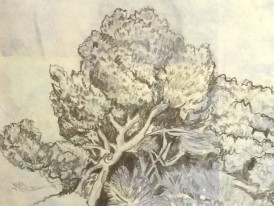 Desenho a grafite de uma árvore