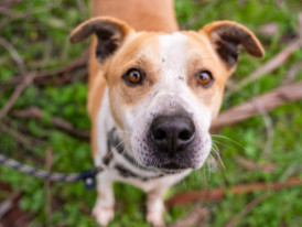 Pluto, cão para adoção