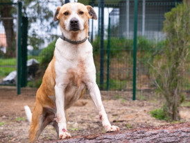 Pluto, cão para adoção