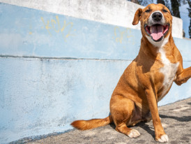 Kovu, cão adoção