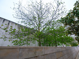 Aesculus hippocastanum