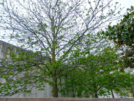 Aesculus hippocastanum