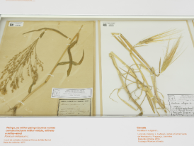 HERBARIO_PAO_NOSSO_1