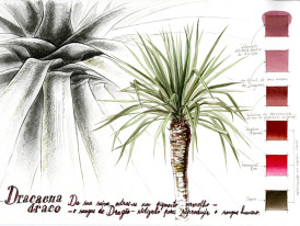 Desenho de um dragoeiro