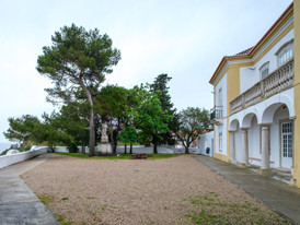 Pinus halepensis - esplanada Casa da Cerc