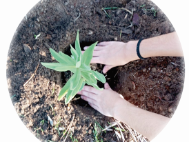 semear, plantar e trocar