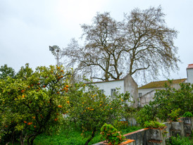 Solar dos Zagallos-Platanus x hybrida em p