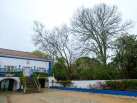 Tili tomentosa Solar dos Zagallos 