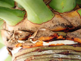 Fotografia de pormenor de um dragoeiro (tronco e início da folhagem)