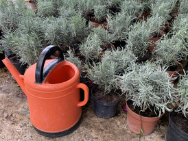 Workshop "Um Jardim de Aromáticas"