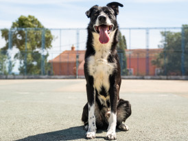 Faísca, adoção de animais