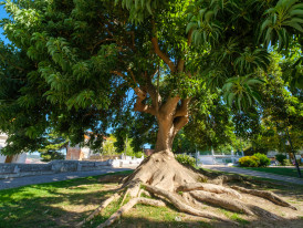 Bela-Sombra, Jardim do Castelo - Almada
