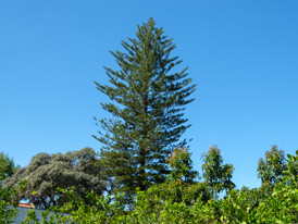 Pinheiro-de-Norfolk 