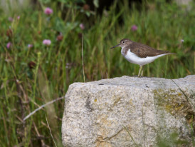 Observação de aves