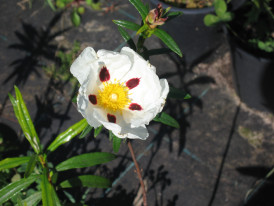Fotografia de flor