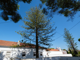 Pinheiro de Norfolk - Convento dos Capuchos