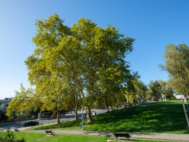 Plátano, Parque Urbano Comandante Júlio Ferraz - Almada
